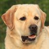 Profile picture of the animal