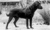 Profile picture of the animal
