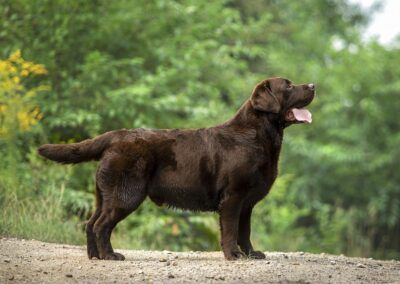 Labrador Retriever - The Breed Archive