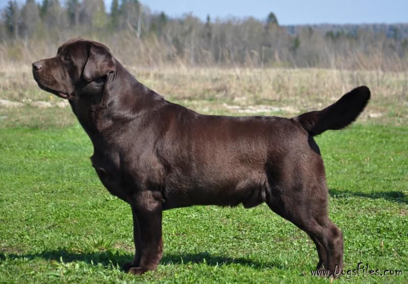 Labrador Retriever - The Breed Archive